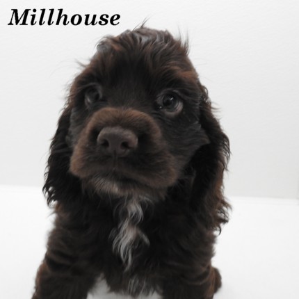 puppy, for, sale, Cocker Spaniel, Joe & Cherri  Overlease, dog, breeder, Miller, MO, dog-breeder, puppy-for-sale, forsale, nearby, find, puppyfind, locator, puppylocator, aca